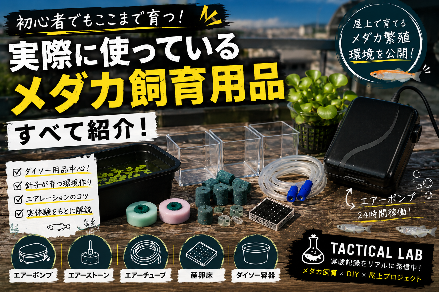 【初心者向け】メダカ繁殖で実際に使っている道具を全部紹介！ダイソー用品でも針子は育つ？