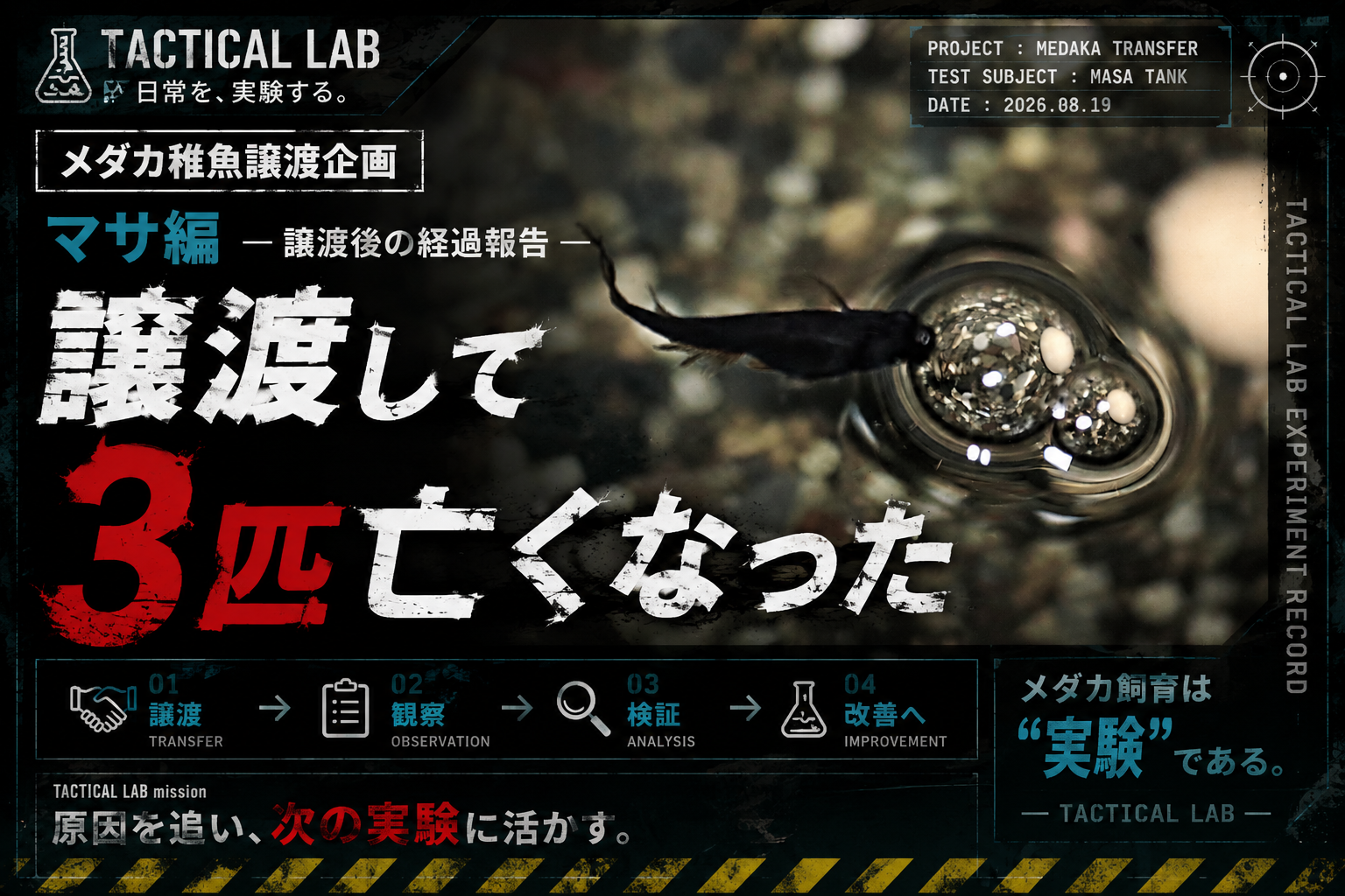 【TACTICAL LAB活動記録#002】譲渡した威風零の稚魚、その後の経過を記録