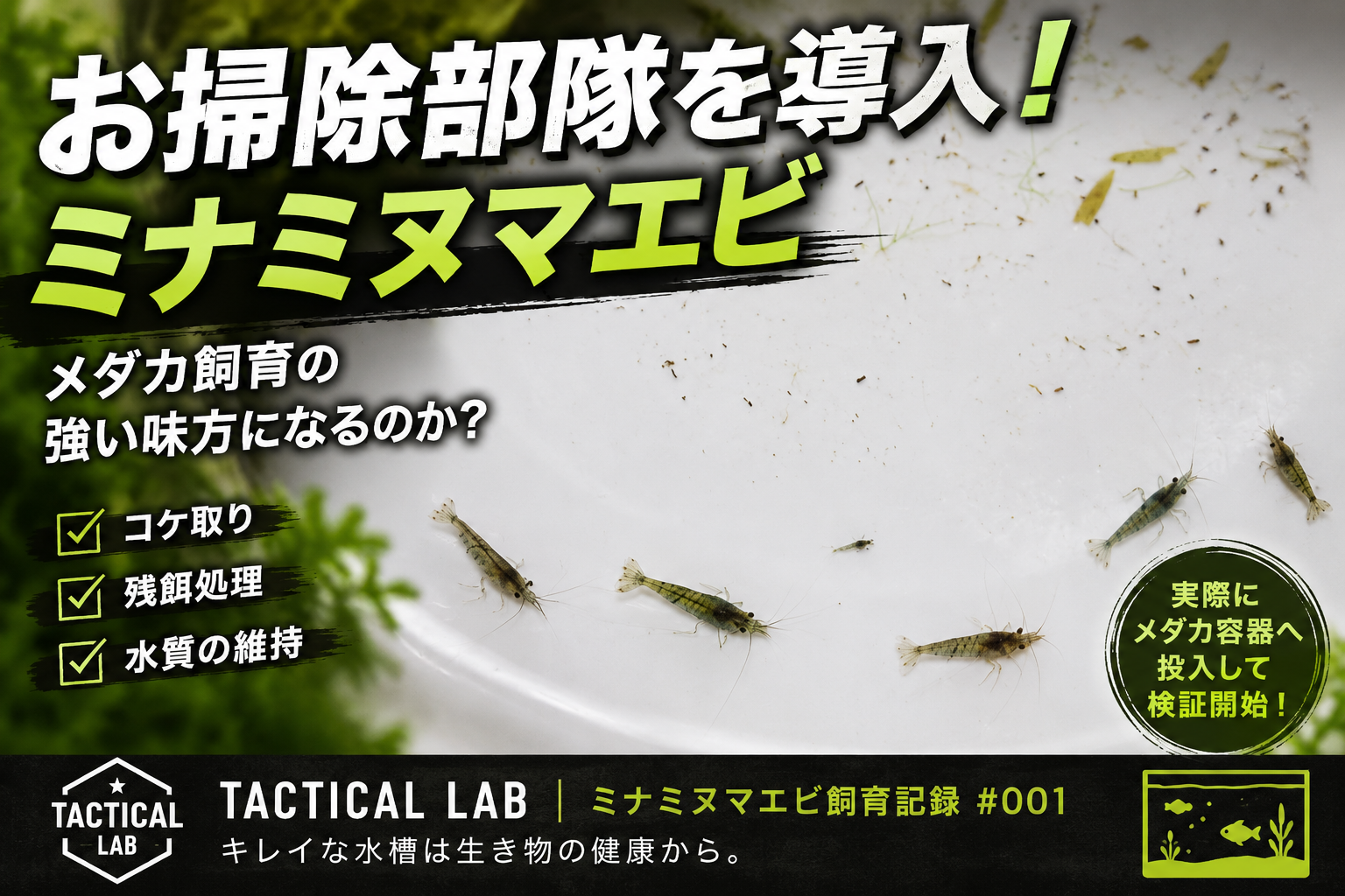 【初めてのミナミヌマエビ】メダカ飼育に導入！コケ・残餌対策になるのか検証開始