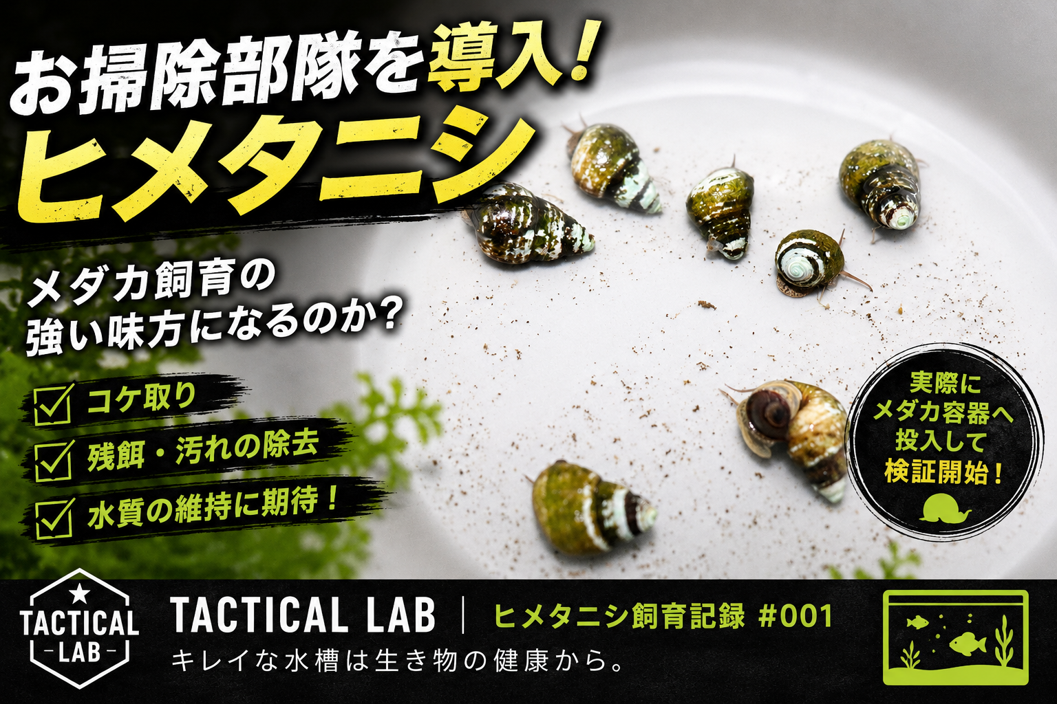 【メダカ飼育にヒメタニシを導入！】コケ取り・水質改善に期待！本当に効果があるのか検証開始