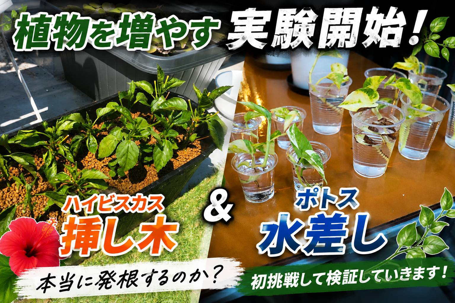 【植物を増やす実験】ハイビスカスの挿し木＆ポトスの水差しに初挑戦！本当に発根するのか？