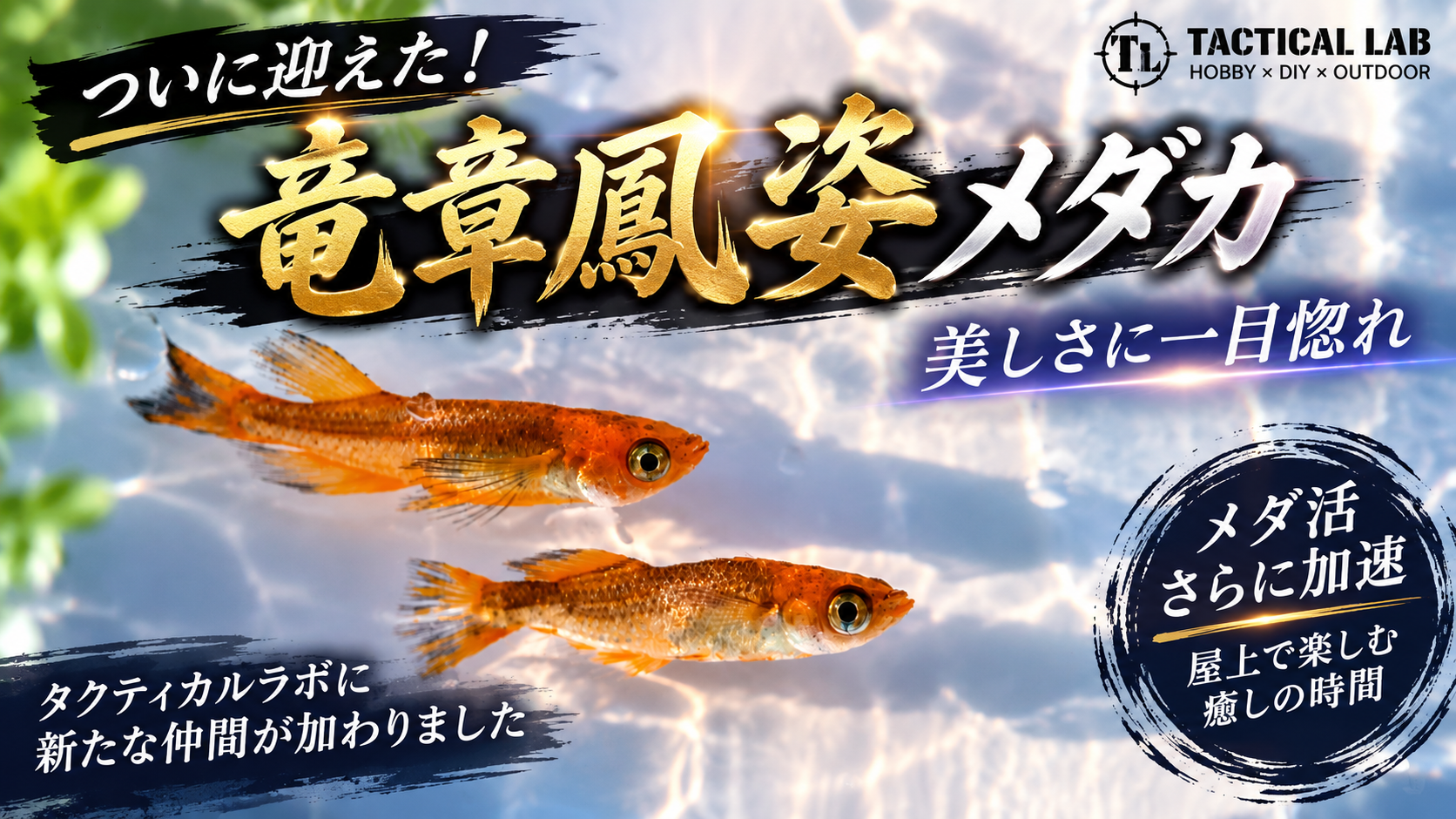 竜章鳳姿メダカを迎えたタクティカルラボの飼育記録アイキャッチ画像